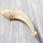 1 Sheep Horn  #4453 Natural Colored Polished Ram Horn