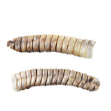 2 Extra Extra Large Rattlesnake Rattles  #7553  Taxidermy Diamondback Sidewinder