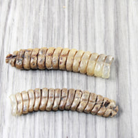 2 Extra Extra Large Rattlesnake Rattles  #7553  Taxidermy Diamondback Sidewinder