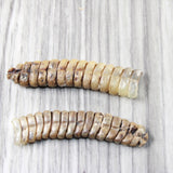 2 Extra Extra Large Rattlesnake Rattles  #7553  Taxidermy Diamondback Sidewinder