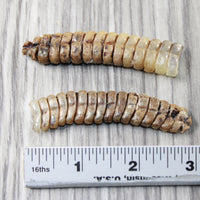 2 Extra Extra Large Rattlesnake Rattles  #7553  Taxidermy Diamondback Sidewinder