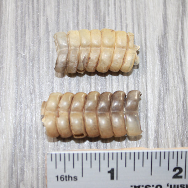 2 Extra Extra Large Rattlesnake Rattles #7553 Taxidermy Diamondback Si ...