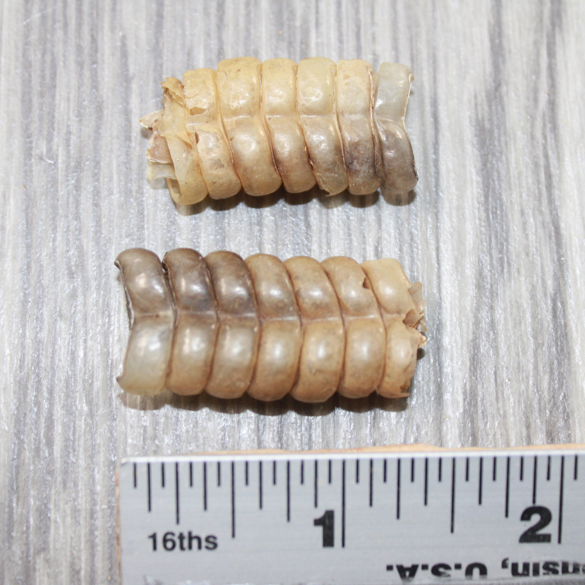 2 Extra Extra Large Rattlesnake Rattles #7553 Taxidermy Diamondback Si ...