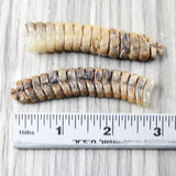 2 Extra Extra Large Rattlesnake Rattles  #7553  Taxidermy Diamondback Sidewinder