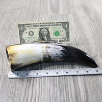 1 Polished Cow Horn #2553 Natural Colored