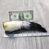1 Polished Cow Horn #2553 Natural Colored