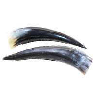 2 Polished Cow Horns #4653 Natural colored