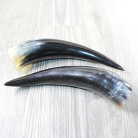 2 Polished Cow Horns #4653 Natural colored