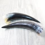2 Polished Cow Horns #4653 Natural colored