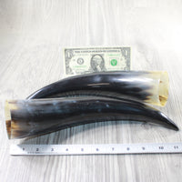 2 Polished Cow Horns #4653 Natural colored