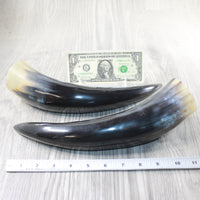2 Polished Cow Horns #4653 Natural colored