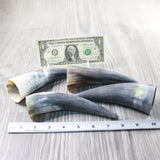 4 Small Raw Unfinished Cow Horns #4853   Natural Colored a
