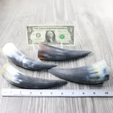 4 Small Raw Unfinished Cow Horns #4853   Natural Colored a