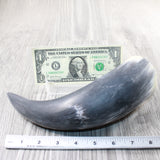 1 Raw Unfinished Cow Horn # 5953  Natural Colored