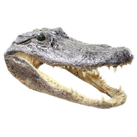 1 Alligator  10.5 Inch Head  #0953    taxidermy gator reptile crocodile