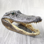 1 Alligator  10.5 Inch Head  #0953    taxidermy gator reptile crocodile