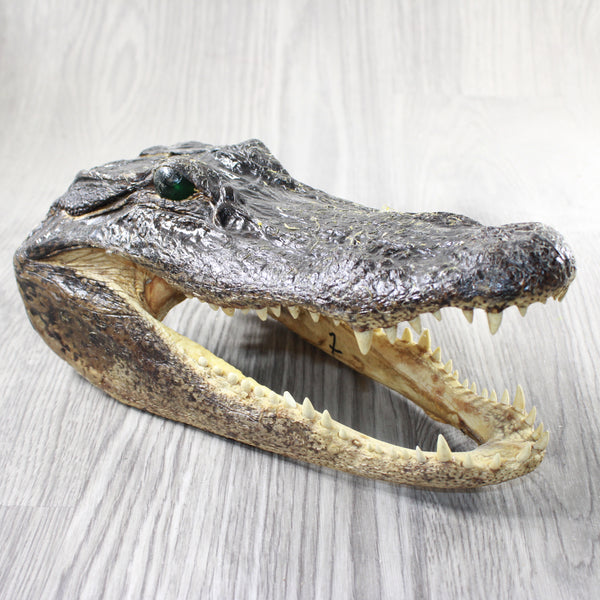 1 Alligator  10.5 Inch Head  #0953    taxidermy gator reptile crocodile