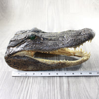 1 Alligator  10.5 Inch Head  #0953    taxidermy gator reptile crocodile