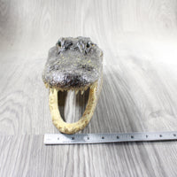 1 Alligator  10.5 Inch Head  #0953    taxidermy gator reptile crocodile