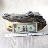 1 Alligator  10.5 Inch Head  #0953    taxidermy gator reptile crocodile