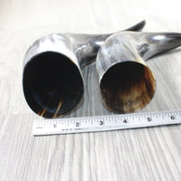 2 Polished Cow Horns #3953    Natural colored