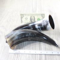 2 Polished Cow Horns #3953    Natural colored
