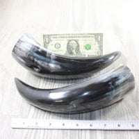 2 Polished Cow Horns #3953    Natural colored