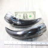 2 Polished Cow Horns #3953    Natural colored