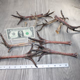 11 Turkey Feet  #0262    Taxidermy
