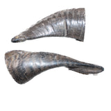 2 Small Polished Goat Horns #5262      Natural Colored