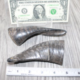2 Small Polished Goat Horns #5262      Natural Colored