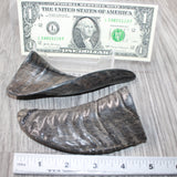 2 Small Polished Goat Horns #5262      Natural Colored
