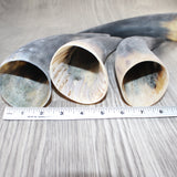 4 Raw Unfinished Cow Horns #6362     Natural Colored