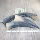 4 Raw Unfinished Cow Horns #6362     Natural Colored