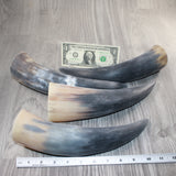 4 Raw Unfinished Cow Horns #6362     Natural Colored