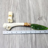 Turkey Bone Handle Glass Blade Ornamental Knife #43354    Mountain Man Knife