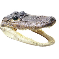 1 Alligator  7.75  Inch Head  #0854    taxidermy gator reptile crocodile