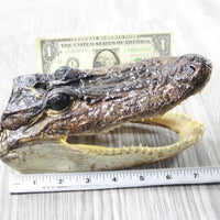 1 Alligator  7.75  Inch Head  #0854    taxidermy gator reptile crocodile