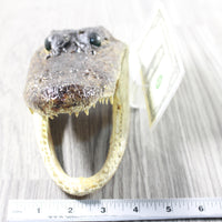 1 Alligator  7.75  Inch Head  #0854    taxidermy gator reptile crocodile