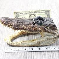 1 Alligator  7.75  Inch Head  #0854    taxidermy gator reptile crocodile