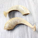 2 Sheep Horns  #7954       Natural Colored Polished Ram Horns