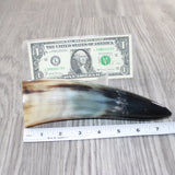 1 Small Polished Cow Horn #5962 Natural Colored