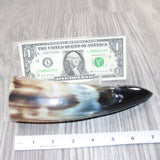 1 Small Polished Cow Horn #5962 Natural Colored