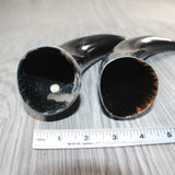 2 Polished Cow Horns #8062    Natural colored