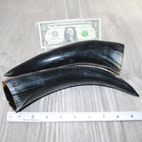 2 Polished Cow Horns #8062    Natural colored