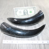2 Polished Cow Horns #8062    Natural colored
