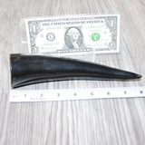 1 Small Polished Cow Horn #1362 Natural Colored