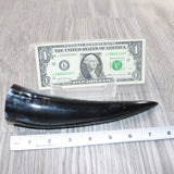 1 Small Polished Cow Horn #1362 Natural Colored