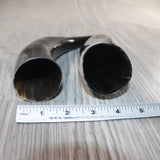 2 Small Polished Cow Horns #0462    Natural colored
