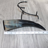1 Polished Cow Horn With Stand #2562    Natural Colored